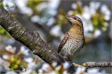 Wendehals im blühenden Kirschbaum