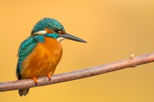 Eisvogel im Morgenlicht