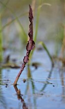 rote Blätter