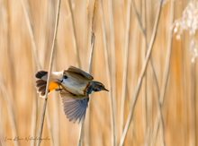 Blaukehlchen fliegt