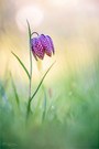 Schachbrettblume