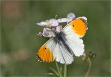 Aurorafalter (Anthocharis cardamines)