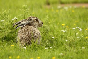 Osterhase