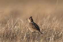 Heide-Feldlerche im Abendlicht