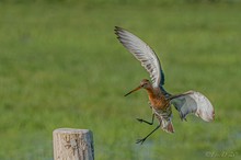 Anflug der Schnepfe