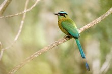 ~ Blauscheitelmotmot ~