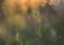 *Primula veris*