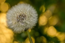 Pappus vom Gewöhnlichen Löwenzahn (Taraxacum sect. Ruderalia)