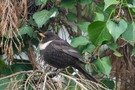 Ringdrossel (Turdus torquatus)