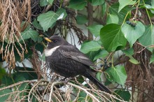 Ringdrossel (Turdus torquatus)