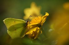 Dotterblumenfalter