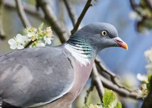 Zu Ostern auch im eigenen Pflaumenbaum...