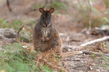 Wallaby