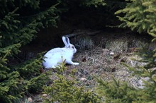 Verspäteter Osterhase .......