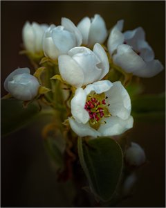 Birnenblüten