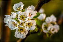 In voller Blüte