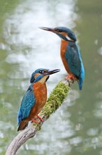 Familie Eisvogel