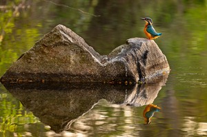 Ich bin keine Ente