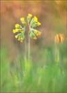 *Primula veris_2*