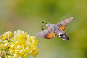 ein aktuelles Taubenschwänzchen