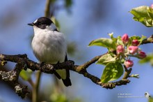 Halsbandschnäpper (Ficedula albicollis) Männchen