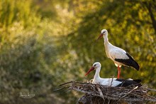 Familie Weißstorch