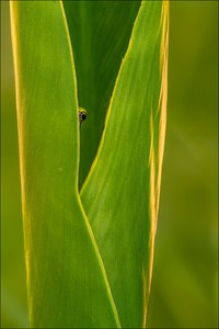 kleiner grüner Spion