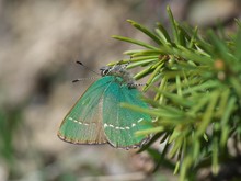 Grüner Zipfelfalter zum Zweiten