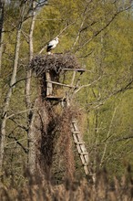 Storch