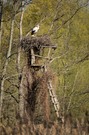 Storch