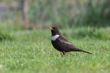 Ringdrossel (Turdus torquatus)