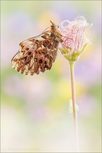 Natterwurz-Perlmutterfalter (Boloria titania)