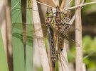 Brachytron pratense nach dem Schlupf