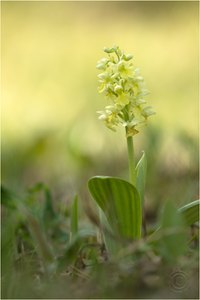 Blasses Knabenkraut (Orchis palles)