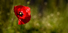 Klatschmohn,..