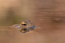 Bufo bufo