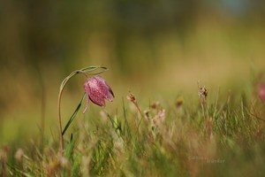 Ein Morgen im Schachbrettblumenbeet