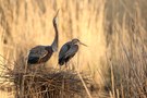 Purpurreiher im Nest