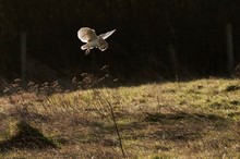 Die Jagd im ersten Morgenlicht