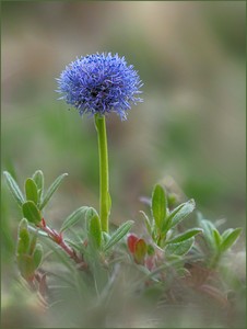 *Echte Kugelblume*