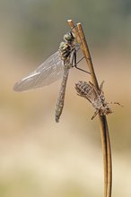 FALKENLIBELLE CORDULIA AENEA