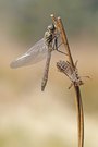 FALKENLIBELLE CORDULIA AENEA