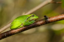 Laubfrosch mit Fliege