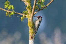 Grünspecht im Spot