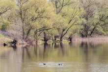 Frühling am Teich