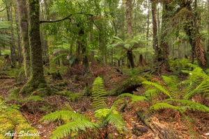Gefährdeter Regenwald in Tasmanien