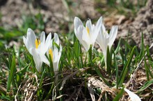 Bergfrühling 2/3