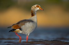 Nilgänse