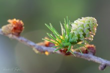 Von der Blüte zur Frucht