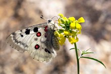 Parnassius apollo